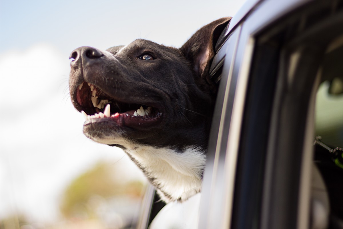 auto, hond, dier, huisdier, zoogdier, geeuw, gewerveld, tanden, hond als zoogdier, hondenras groep