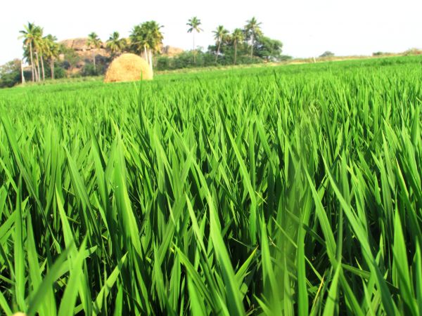 natuur, gras, fabriek, veld-, gazon, platteland