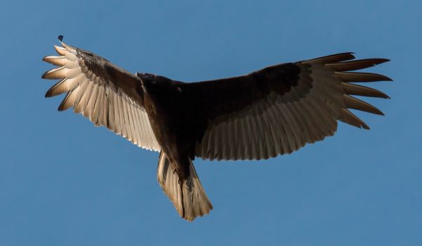 vogel, vleugel, wildlife, hemel, vliegend, vlieger