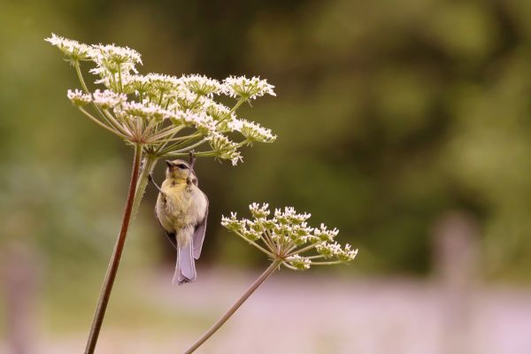 natur,afdeling,blomst,fugl,plante,træ