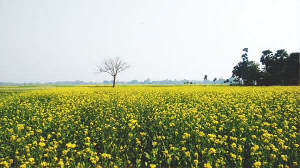 crecimiento, planta, cielo, campo, granja, prado