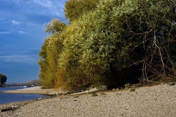 water,strand,landschap,zee,kust,boom