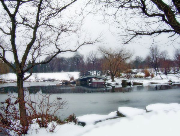 boom,tak,sneeuw,winter,brug,mist