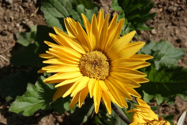 landskap, natur, blomma, växt, fält, blomma