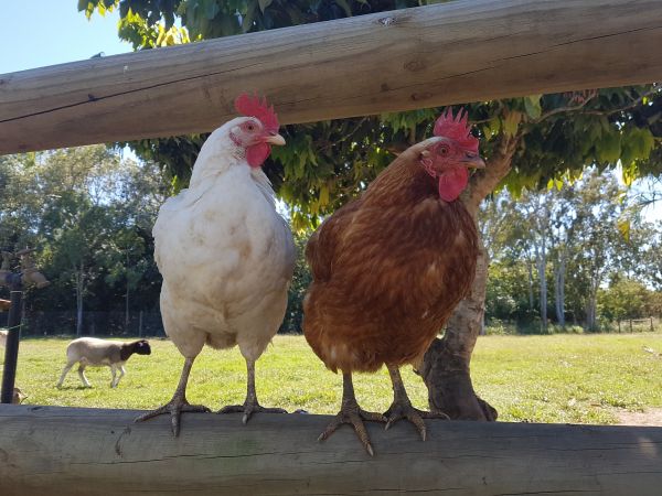 naturaleza, césped, pájaro, granja, animal, prado