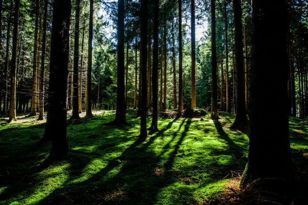 albero,natura,foresta,natura selvaggia,ramo,pianta