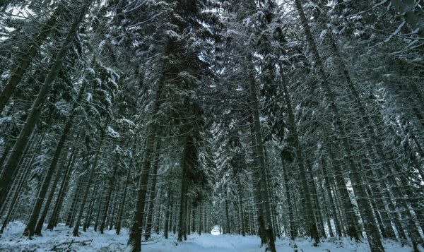 landskap, tre, natur, skog, gren, snø