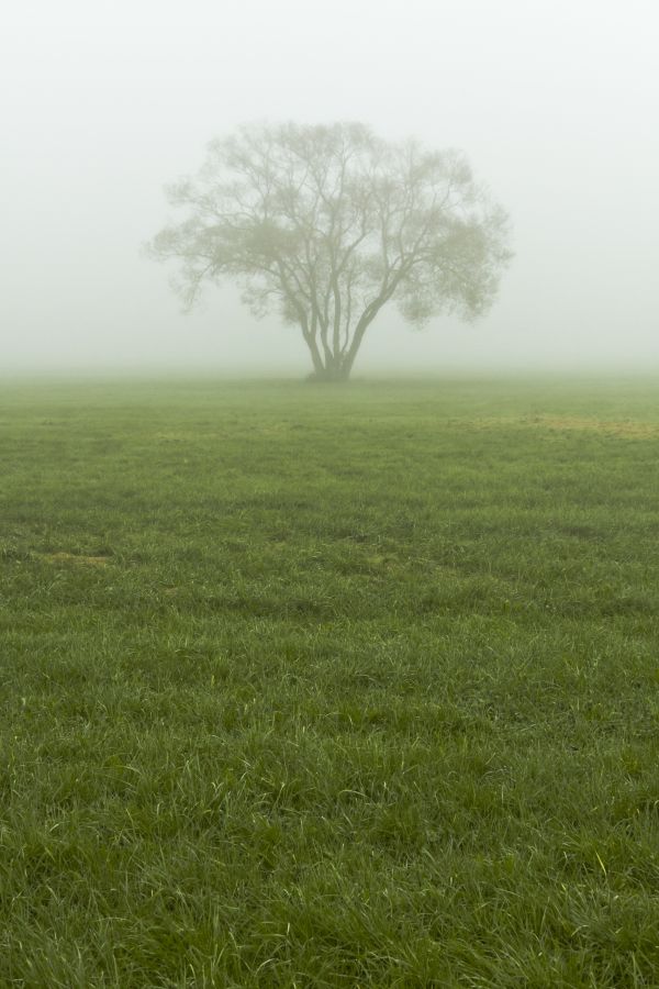 krajina, strom, príroda, les, tráva, vonkajšie