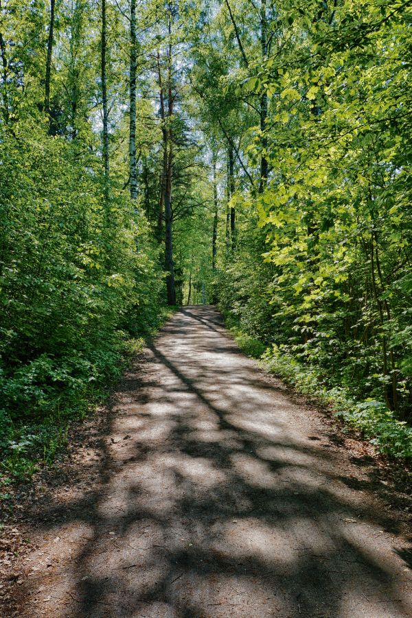 träd, natur, skog, väg, gräs, vildmark