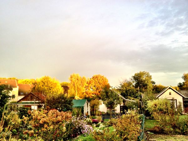 arbre,la nature,plante,lumière,ciel,lumière du soleil