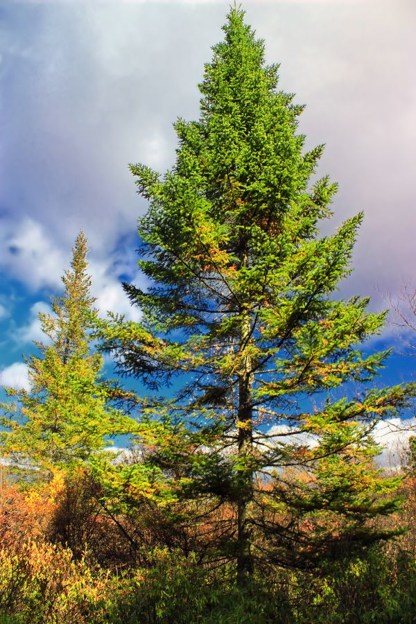 arbre, la nature, forêt, branche, plante, ciel