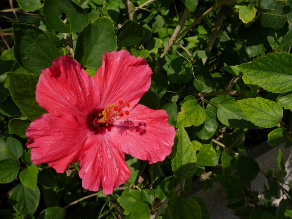 plantar, flor, pétala, botânica, flora, Flores