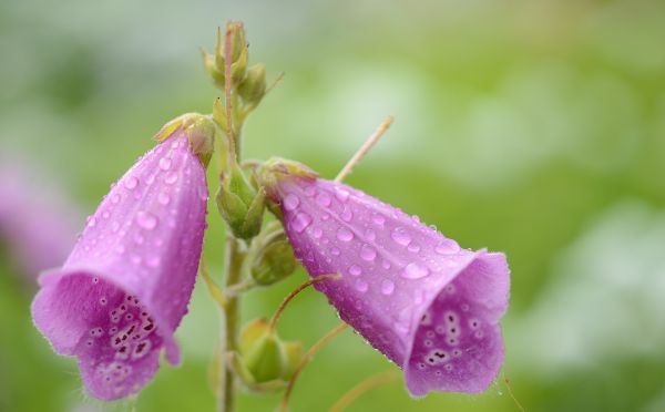 thiên nhiên,hoa,rơi vãi,thực vật,nhiếp ảnh,Lá