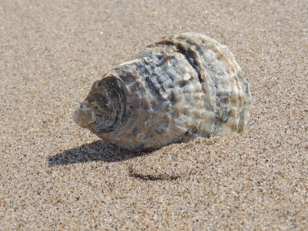 spiaggia,mare,sabbia,oceano,vacanza,mollusco