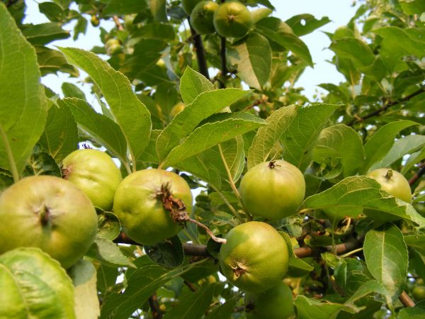 æble, træ, afdeling, plante, frugt, blomst