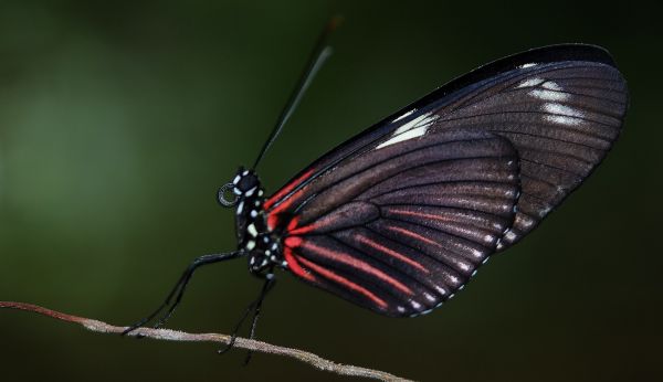 natureza, asa, fotografia, folha, pétala, animal