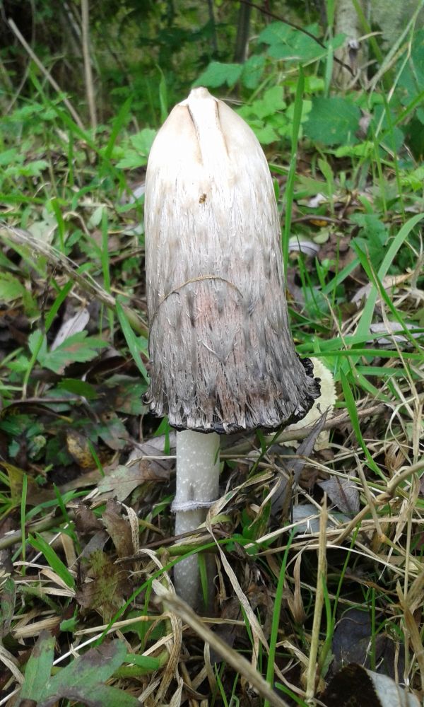 la nature, forêt, herbe, blanc, vert, tronc