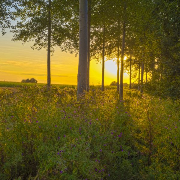 Baum, Natur, Wald, Licht, Pflanze, Himmel