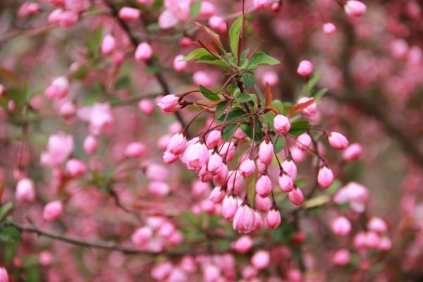 árbol,naturaleza,rama,flor,planta,hoja