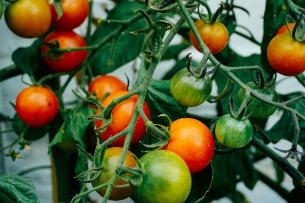 Pflanze,Frucht,Stengel,Blume,Lebensmittel,Blatt