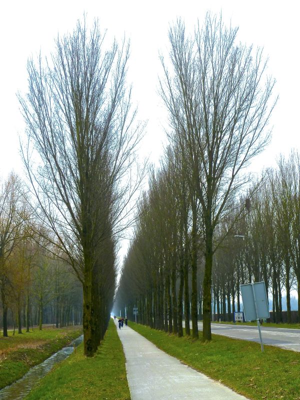 albero,sentiero,erba,ramo,pianta,strada