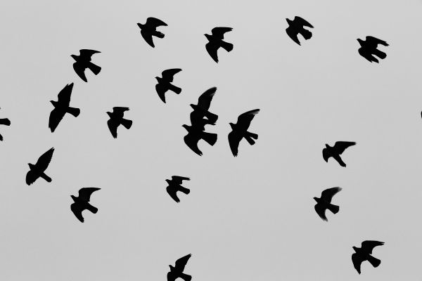 silhouette,oiseau,aile,noir et blanc,ciel,troupeau