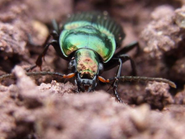 natur,skog,fotografering,dyreliv,insekt,fly