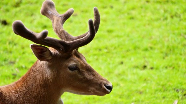 margasatwa,rusa,tanduk,binatang menyusui,fauna,tanduk