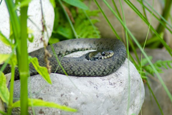 alam,margasatwa,hijau,reptil,fauna,amfibi