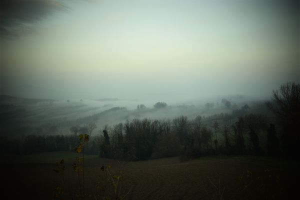 strom, príroda, les, horizont, vrch, svetlo