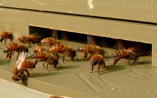 sibuk, serangga, fauna, invertebrata, jalan masuk, kotak