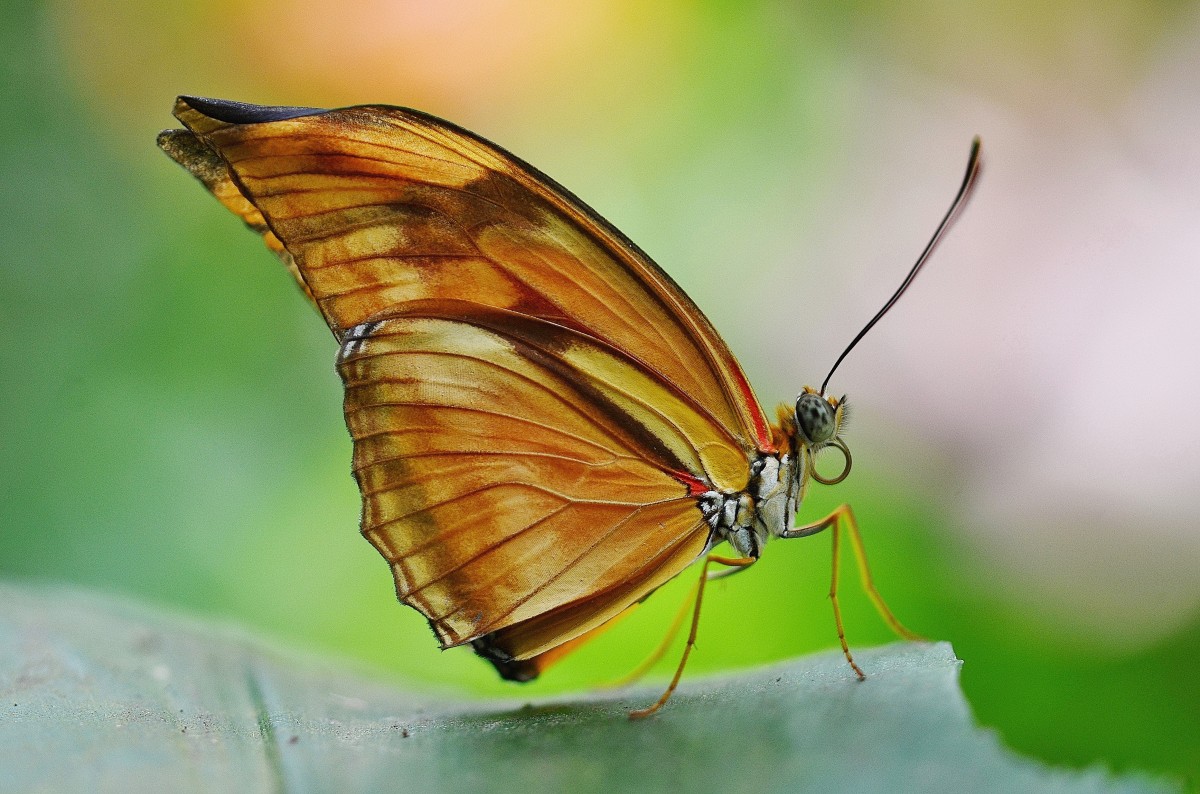 natureza, asa, fotografia, folha, flor, animal, vôo, mosca, animais selvagens, laranja, inseto, Macro, borboleta, amarelo, fauna, Invertebrado, fechar-se, Asas, néctar, Pieridae, Macro fotografia, artrópode, Polinizador, Traças e borboletas, Linazida, Escova footed borboleta, Colias