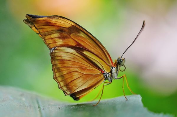 natureza, asa, fotografia, folha, flor, animal