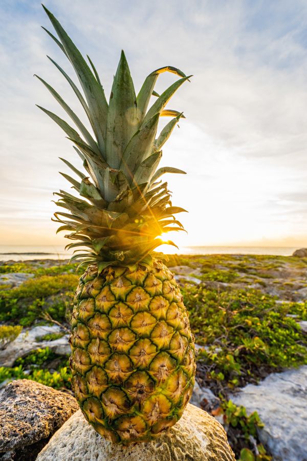 plantar, fruta, Comida, produzir, botânica, agricultura