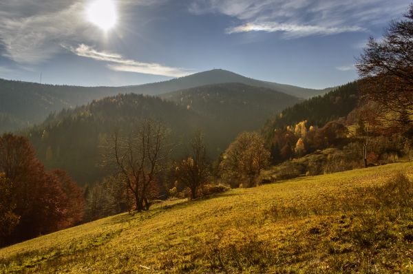 krajina, strom, Příroda, les, cesta, cesta