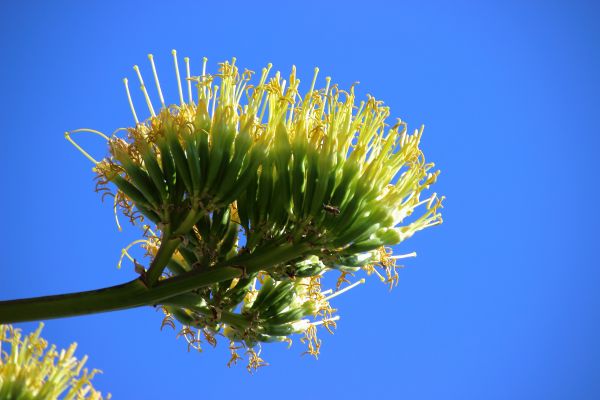 tre, natur, gress, gren, blomstre, anlegg