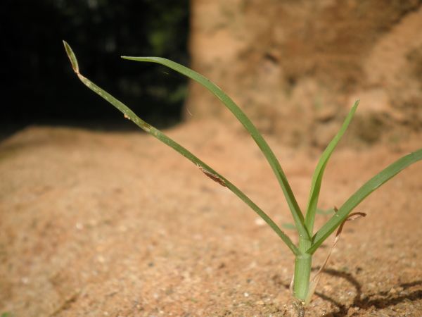 herbe, croissance, feuille, plante, fleur, isolé