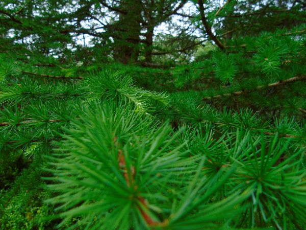 pohon, hutan, cabang, menanam, daun, halaman rumput