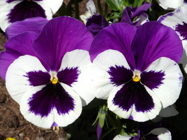 la nature,fleur,lumière,plante,blanc,fleur