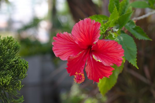 natura, fiorire, pianta, fiore, petalo, primavera