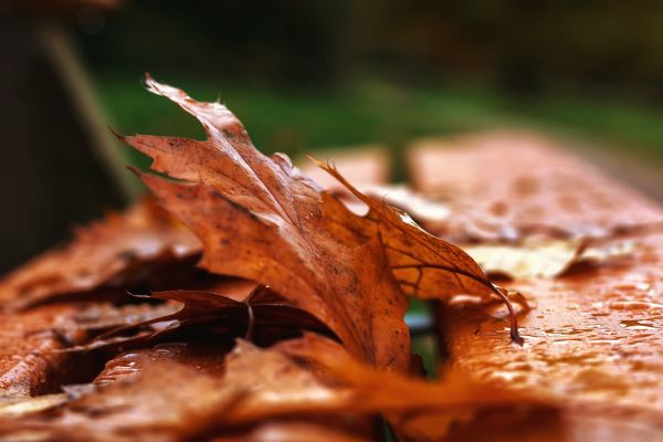 arbre, la nature, forêt, branche, plante, bois