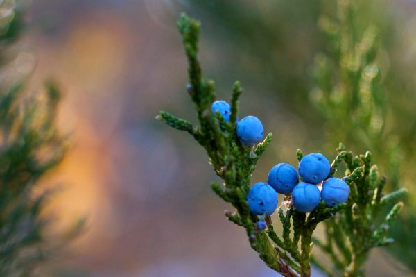 tree,nature,branch,blossom,plant,bokeh