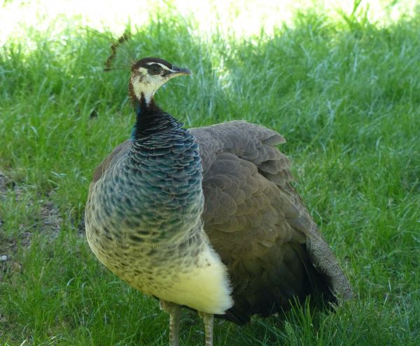 madár,préri,vadvilág,csőr,szárnyas,fauna