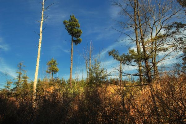 landschap,boom,natuur,Bos,wildernis,gras