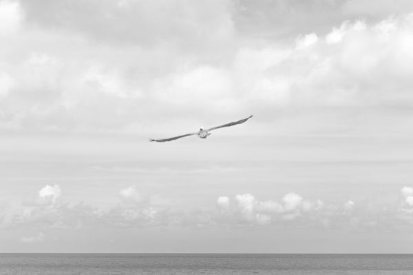 bird,wing,seabird,fly,black and white,flying