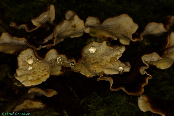 自然,葉,写真,マクロ,生物学,秋