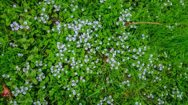 gräs, blomma, växt, gräsmatta, äng, blad