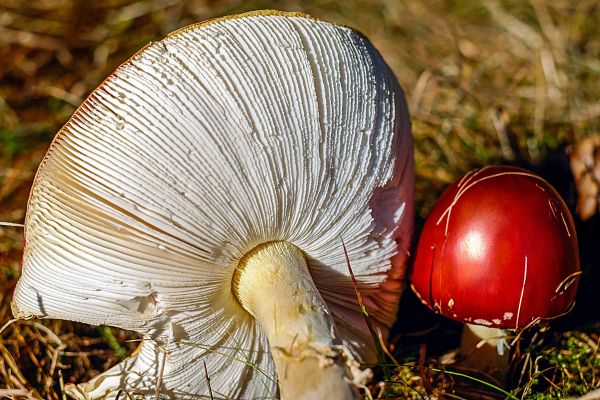 natuur,Bos,weide,bloem,rood,herfst