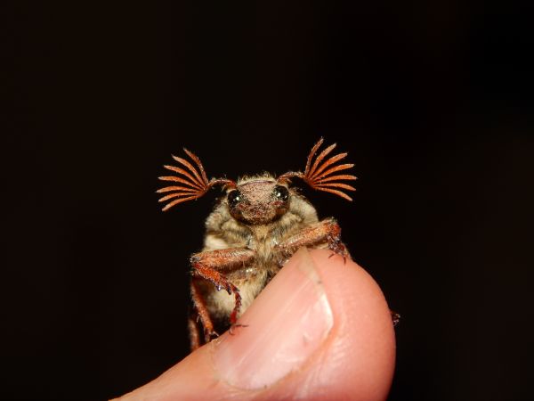 la photographie,la nature,fleur,mignonne,insecte,punaise