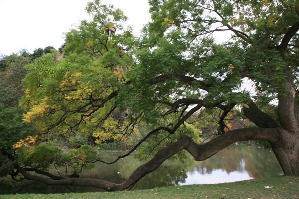 arbre,la nature,forêt,branche,plante,fleur